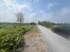 ban-dat-9025m-dat-trong-cay-lau-nam-tai-tan-phuoc-tien-giang - ảnh nhỏ 3
